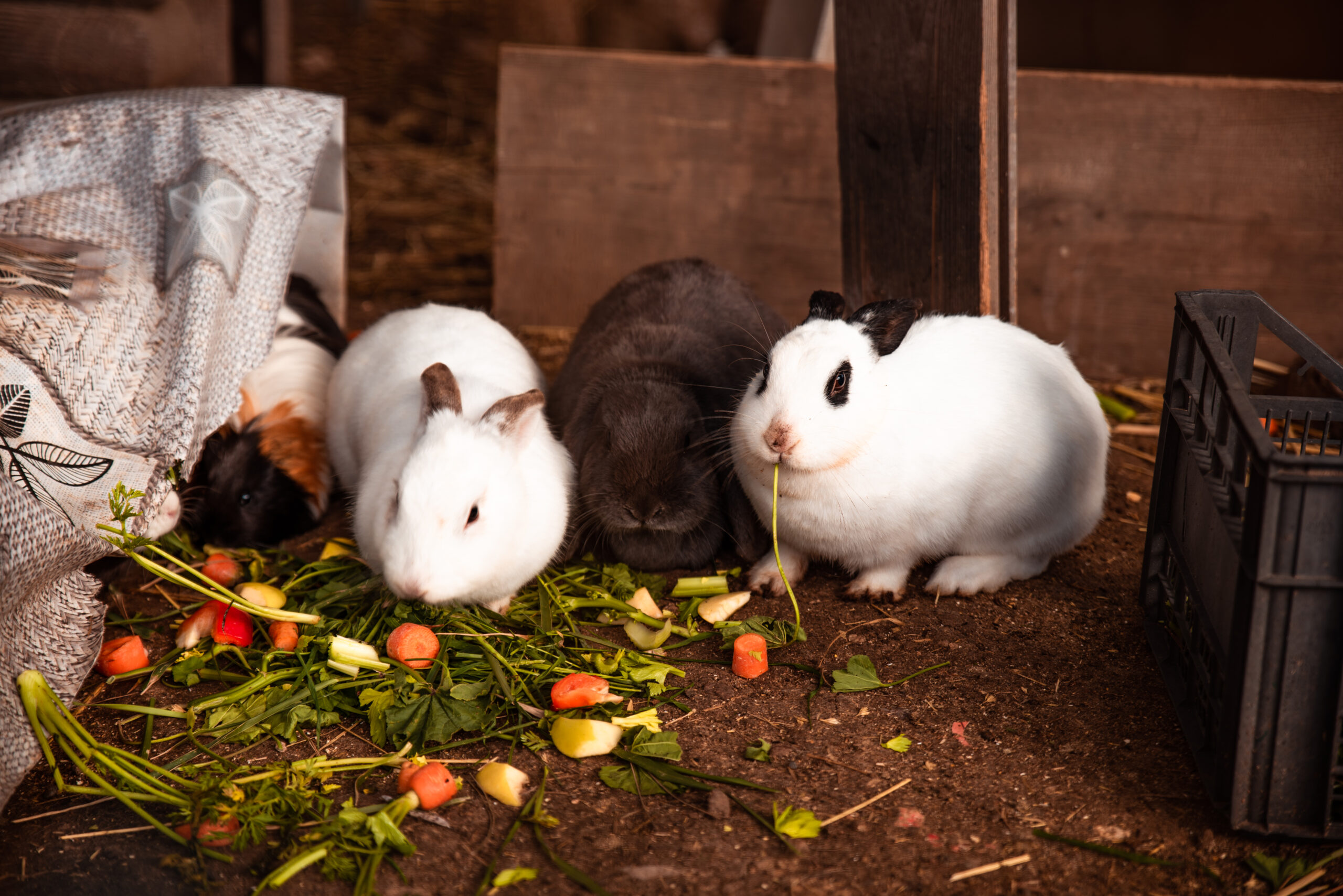 Conejos del rancho comiendo verduras durante la visita al rancho